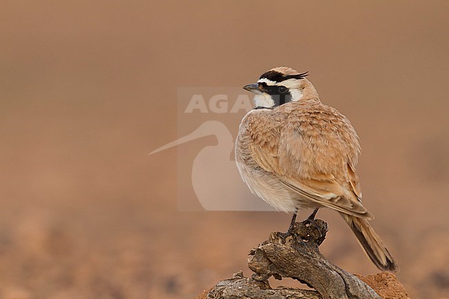 Temminck's Horned Lark - Saharaohrenlerche - Eremophila bilopha, Morocco stock-image by Agami/Ralph Martin,