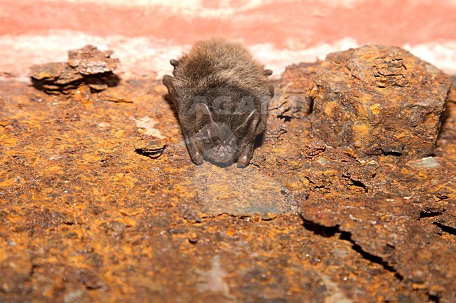 Mopsvleermuis in winterslaap, Barbastelle in hibernation stock-image by Agami/Theo Douma,