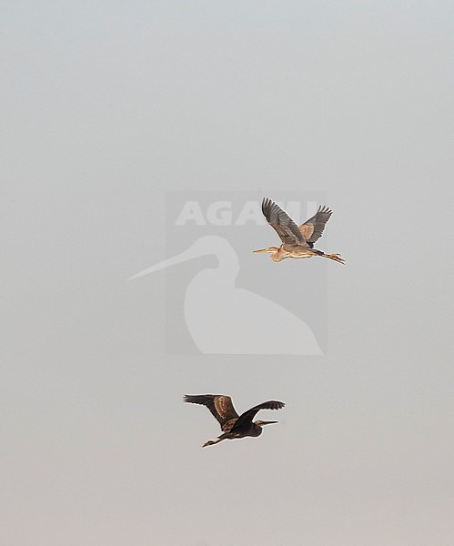 Purple Heron (Ardea purpurea) in flight over Durankulak lake, Bulgaria, during autumn migration. stock-image by Agami/Marc Guyt,