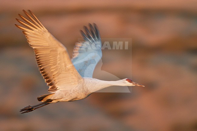 Sandhill Crane (Grus canadensis) flying at the Bosque del Apache wildlife refuge near Socorro, New Mexico, USA. stock-image by Agami/Glenn Bartley,