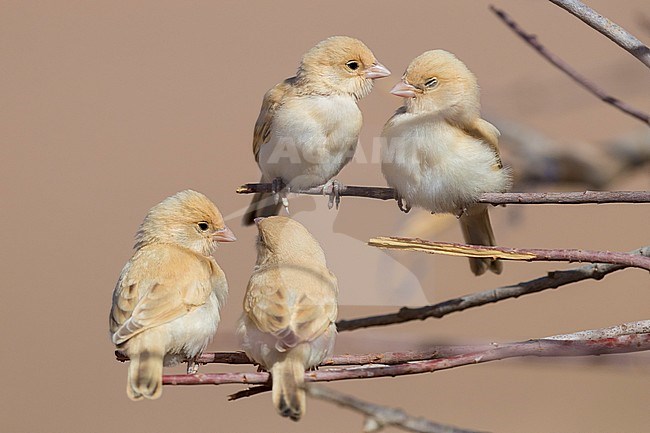 Desert Sparrow (Passer simplex saharae), four chicks perched on some branches stock-image by Agami/Saverio Gatto,