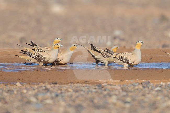 Spotted Sandgrouse (Pterocles senegallus), small flock at drinking pool stock-image by Agami/Saverio Gatto,