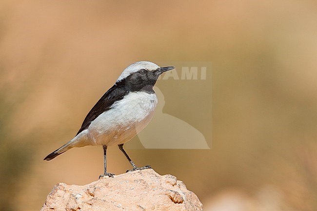 Maghreb Wheatear - Berbersteinschmätzer - Oenanthe halophila, Morocco, adult male stock-image by Agami/Ralph Martin,