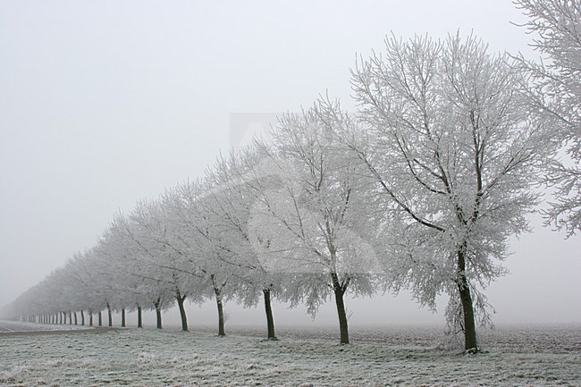 Pampushout Almere Netherlands covered in hoar-frost; Pampushout Almere Nederland gehuld in rijp stock-image by Agami/Karel Mauer,