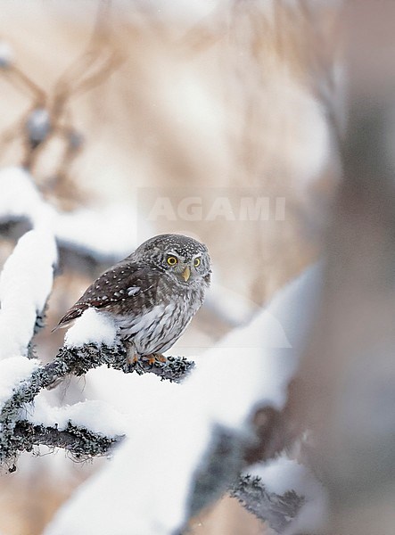 Pygmy Owl (glaucidium passerinum) Kuusamo Finland February 2016 stock-image by Agami/Markus Varesvuo,