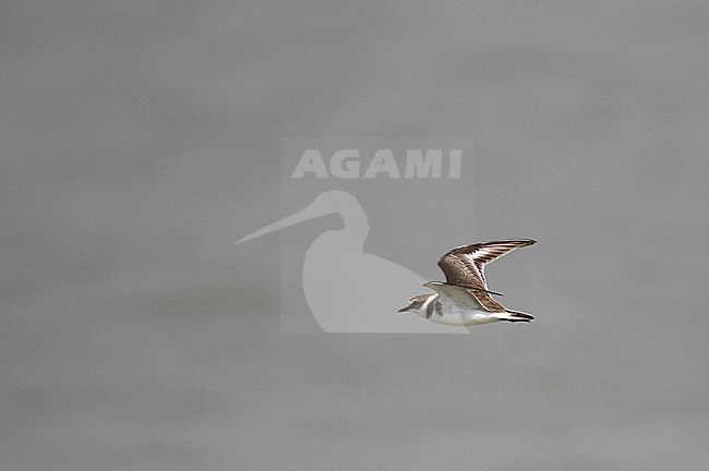 Kentish Plover (Charadrius alexandrinus) flying over the sea off in Southeast Asia. stock-image by Agami/James Eaton,