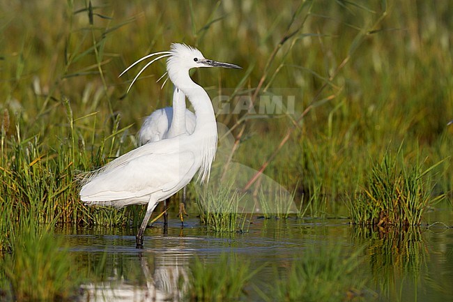 Little Egret - Seidenreiher - Egretta garzetta ssp. garzetta, Cyprus, breeding plumage stock-image by Agami/Ralph Martin,