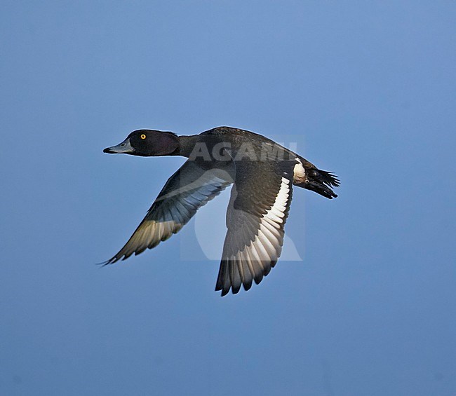 Tufted Duck male flying, Kuifeend mannetje vliegend stock-image by Agami/Markus Varesvuo,