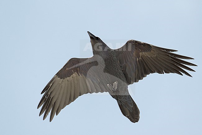 Raaf in vlucht, Common Raven in flight stock-image by Agami/Markus Varesvuo,