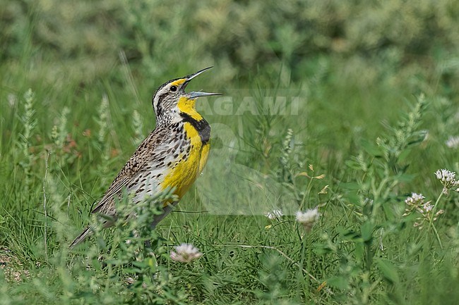 Adult breeding
Weld Co., CO
June 2023 stock-image by Agami/Brian E Small,