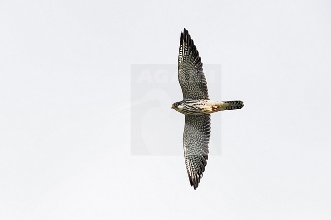 A juvenile male Amur Falcon (Falco amurensis) flying overhead. stock-image by Agami/Mathias Putze,