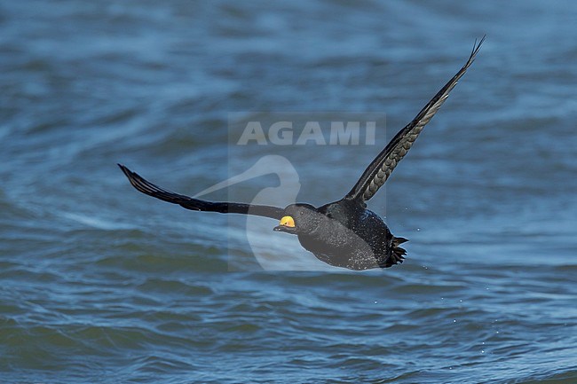 Adult male Black Scoter (Melanitta americana) in flight over Atlantic Ocean, Ocean County, New Jersey, USA. stock-image by Agami/Brian E Small,