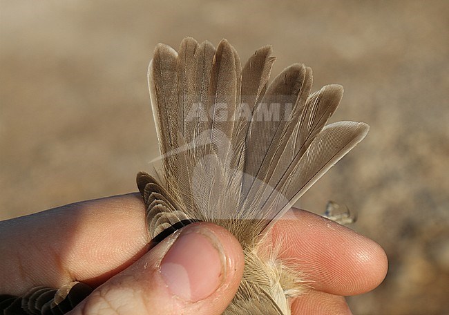 Eastern Olivaceous Warbler (Acrocephalus pallidus) caught in a research station near Eilat in Israel during spring migation. Showing tail feathers. stock-image by Agami/Christian Brinkman,