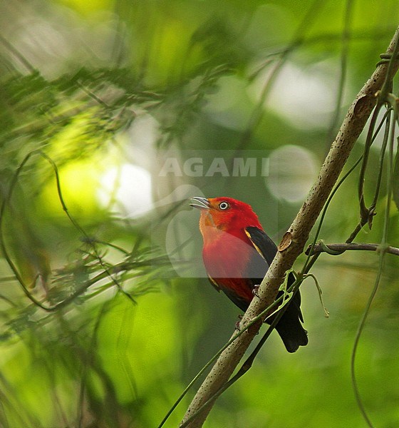 Crimson-hooded manakin (Pipra aureola) singing on a small twig in the forest stock-image by Agami/Pete Morris,