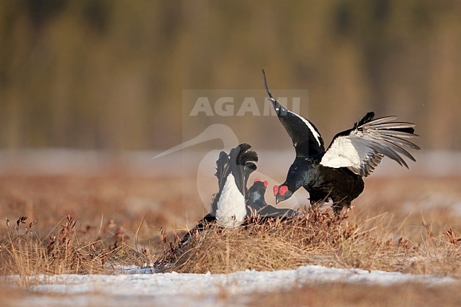 Mannetje Korhoen baltsend; Male Black Grouse displaying stock-image by Agami/Han Bouwmeester,