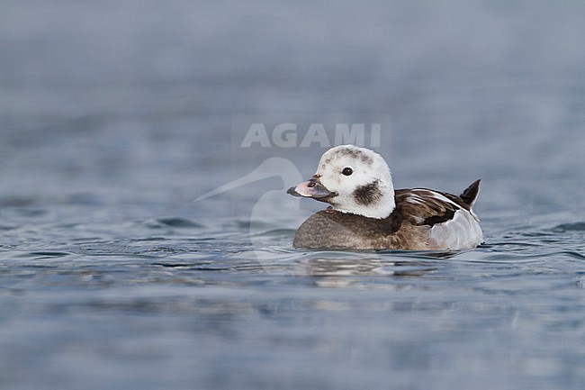 Long-tailed Duck - Eisente - Clangula hyemalis, Norway, 2nd cy male, winter stock-image by Agami/Ralph Martin,
