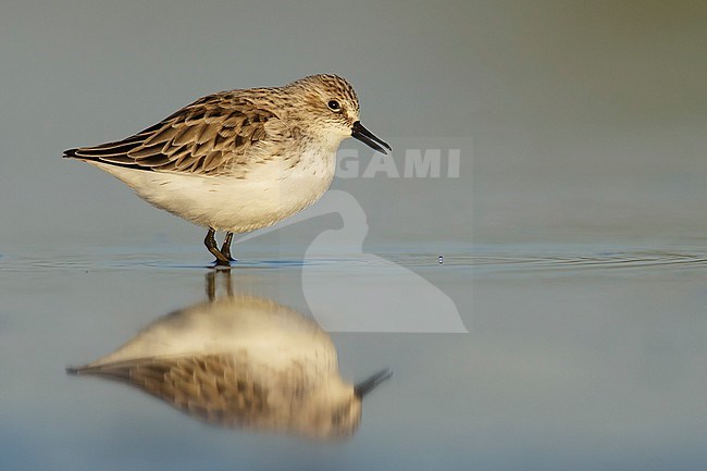 Adult breeding plumage
Galveston Co., TX
May 2014 stock-image by Agami/Brian E Small,