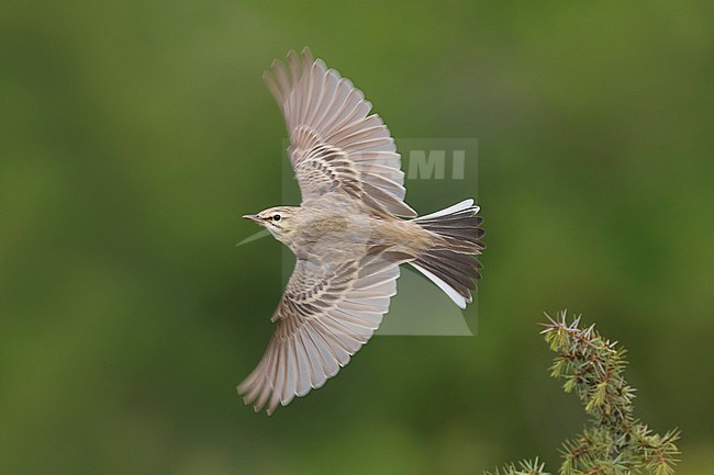 Tawny Pipit, Anthus campestris, in Italy. stock-image by Agami/Daniele Occhiato,