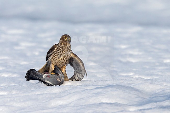 Vrouwtje Blauwe Kiekendief met prooi; Hen Harrier female with prey stock-image by Agami/Daniele Occhiato,