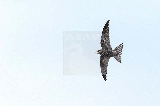 First-winter Pallid Swift (Apus pallidus) in flight at Vlieland, Netherlands. Catching an insect in mid air. stock-image by Agami/Martijn Verdoes,