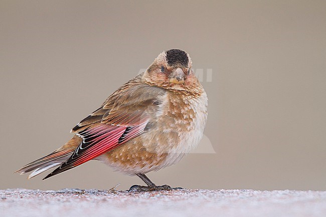 Atlasbergvink, African Crimson-winged Finch stock-image by Agami/Ralph Martin,