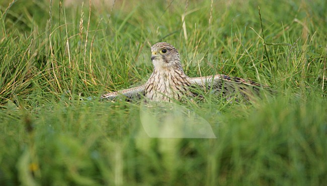 Torenvalk in gras met vleugels wijd; Common Kestrel in gras with wings spread stock-image by Agami/Reint Jakob Schut,