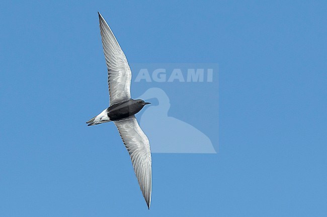 Adult American Black Tern (Chlidonias niger surinamensis) in breeding plumage.
Flying against blue sky at Galveston County, Texas, in April 2017. stock-image by Agami/Brian E Small,