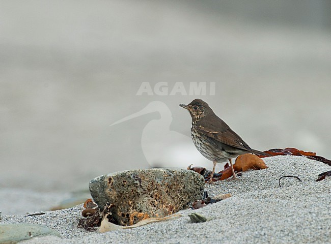 Uitgeputte Zanglijster zittend op strand van Helgoland; Tired Song Thrush on a beach on Helgoland, Germany stock-image by Agami/Marc Guyt,