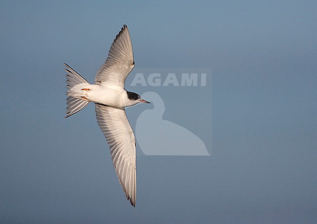 Juvenile Common Tern (Sterna hirundo hirundo) in the Netherlands. Perfectly seen from below, showing under parts and under wings. stock-image by Agami/Marc Guyt,