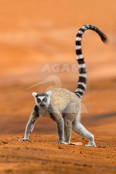 Adult Ring-tailed Lemur (Lemur catta) crossing a sandy road in Madagascar. stock-image by Agami/Dubi Shapiro,