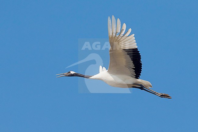 Chinese Kraanvogel in vlucht; Red-crowned Crane in flight stock-image by Agami/Daniele Occhiato,