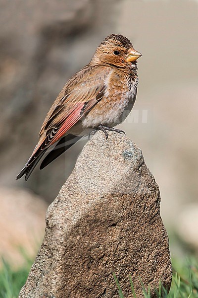 Atlasbergvink, African Crimson-winged Finch, Rhodopechys alienus stock-image by Agami/Dubi Shapiro,
