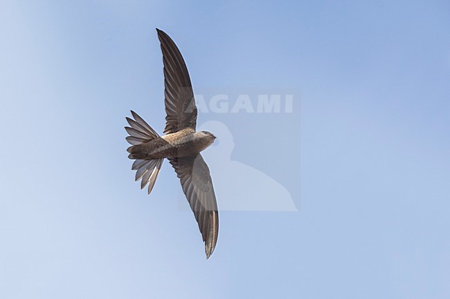 Kaapverdische Gierzwaluw; Cape Verde Swift stock-image by Agami/Daniele Occhiato,