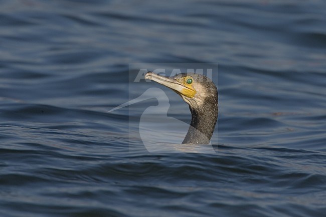 Aalscholver zwemmend; Cormorant swimming stock-image by Agami/Daniele Occhiato,