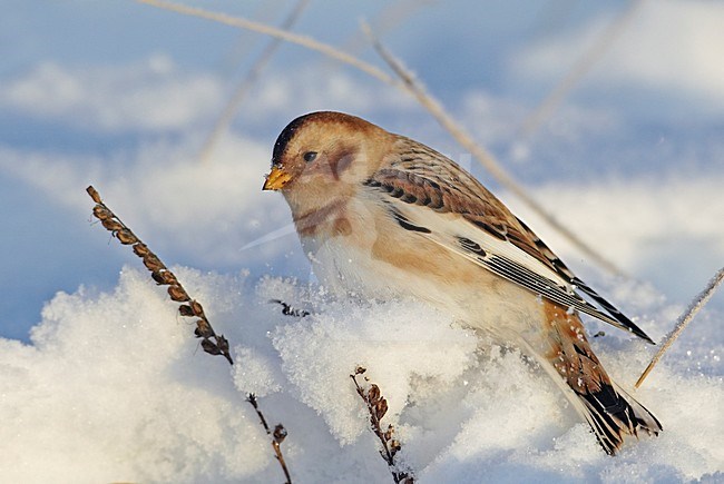 Sneeuwgors in de sneeuw; Snow Bunting in the snow stock-image by Agami/Markus Varesvuo,