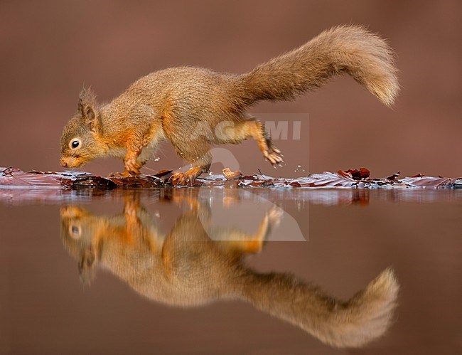 Eekhoorn met spiegelbeeld in water, Red Squirrel with reflection in water stock-image by Agami/Danny Green,