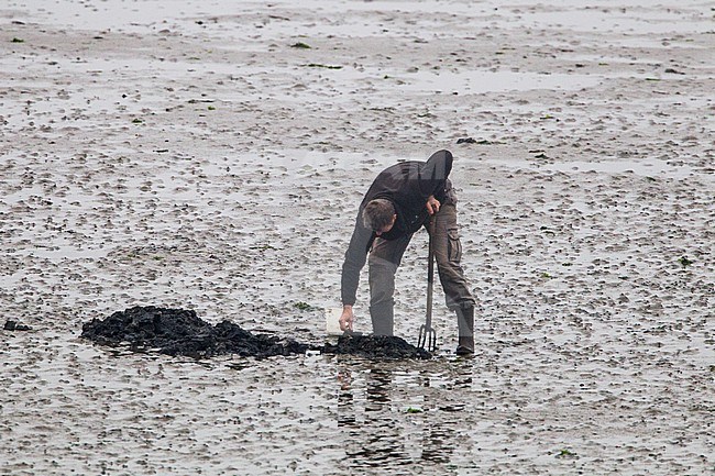 Man vangt zeepieren op het wad, Man catching sandworm on the mudflats stock-image by Agami/Menno van Duijn,