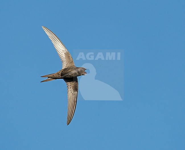 In flight feeding and hunting Common Swift (Apus apus) catching an insect with its bill wide open in blue sky showing underside stock-image by Agami/Ran Schols,