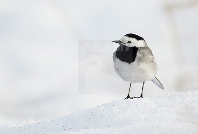 Witte kwikstaart in de sneeuw; White wagtail in the snow stock-image by Agami/Markus Varesvuo,