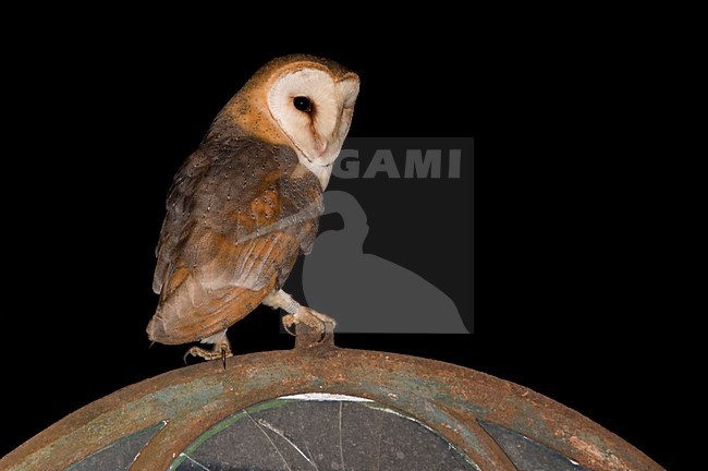 Kerkuil in schuur; Dark Barn Owl perched in barn stock-image by Agami/Han Bouwmeester,