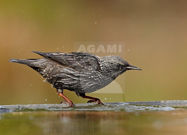 Drinkende Zwarte Spreeuw; Drinking Spotless Starling stock-image by Agami/Markus Varesvuo,