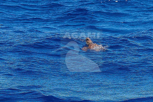 Loggerhead Sea Turtle (Caretta caretta) swimming off Graciosa, Azores, Portugal. stock-image by Agami/Vincent Legrand,