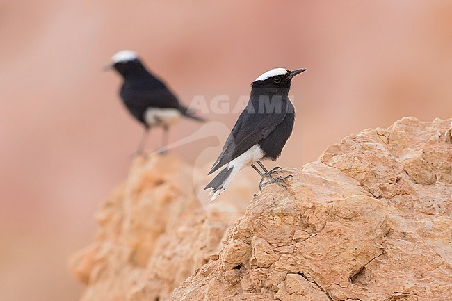 White-crowned Wheatears in southern Negev desert of Israel during spring migration. stock-image by Agami/Dubi Shapiro,