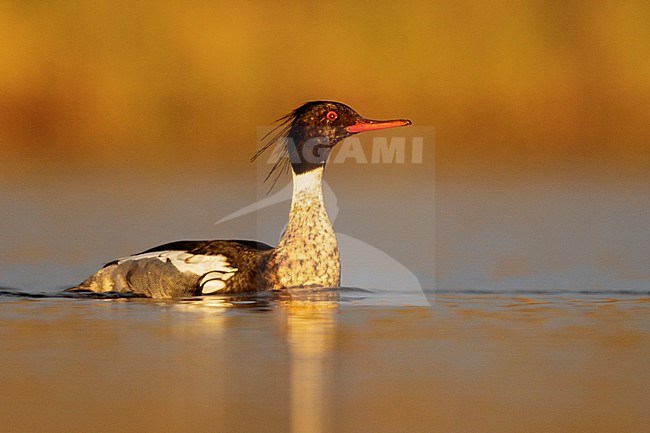 Red-breasted Merganser (Mergus serrator) in a pond near Nome, Alaska. stock-image by Agami/Glenn Bartley,