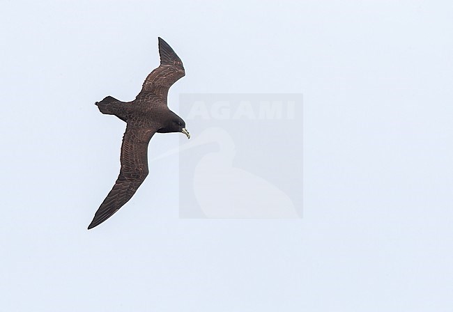 White-chinned Petrel, Procellaria aequinoctialis steadi, off the coast of New Zealand. stock-image by Agami/Marc Guyt,