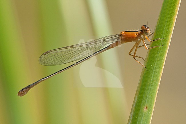 Vrouwtje Ischnura ramburii, Female Rambur's Forktail stock-image by Agami/Wil Leurs,