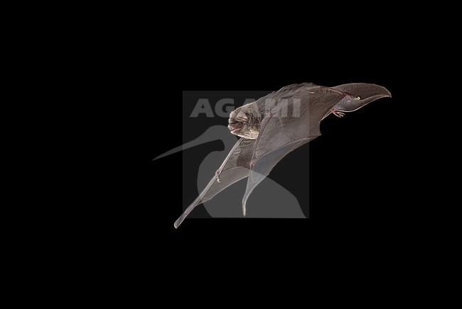 Schreibers' Bat, (Miniopterus Schreibersii) stock-image by Agami/Theo Douma,