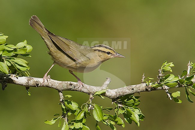 Adult
Galveston Co., TX
April 2014 stock-image by Agami/Brian E Small,