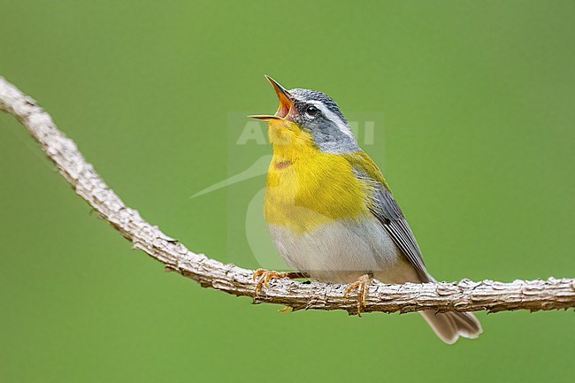 Adult male
Nuevo Leon, Mexico
May 2022 stock-image by Agami/Brian E Small,