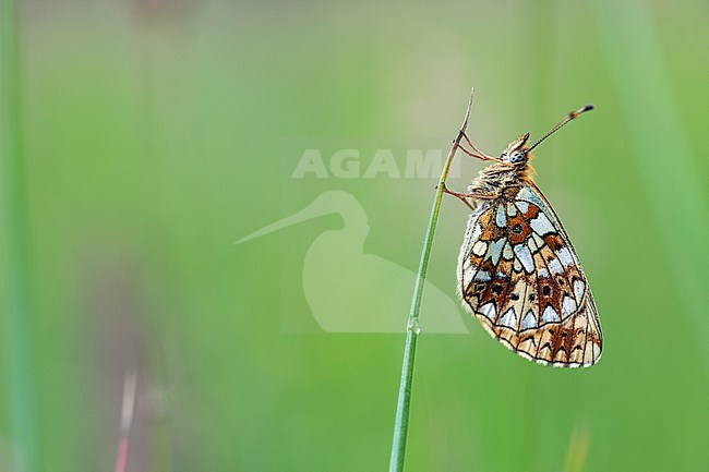 Small Pearl Bordered Fritillary; Boloria selene stock-image by Agami/Wil Leurs,